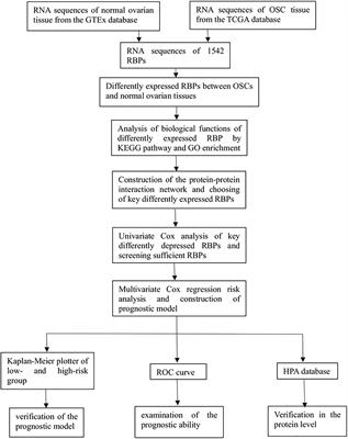 Development and Validation of an RNA-Binding Protein-Based Prognostic Model for Ovarian Serous Cystadenocarcinoma